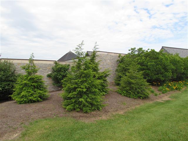 Tsuga canadensis TsugaCanadensisPlanting.JPG