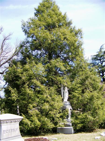 Tsuga canadensis Tsuga_canadensis_sg1(Medium).jpg