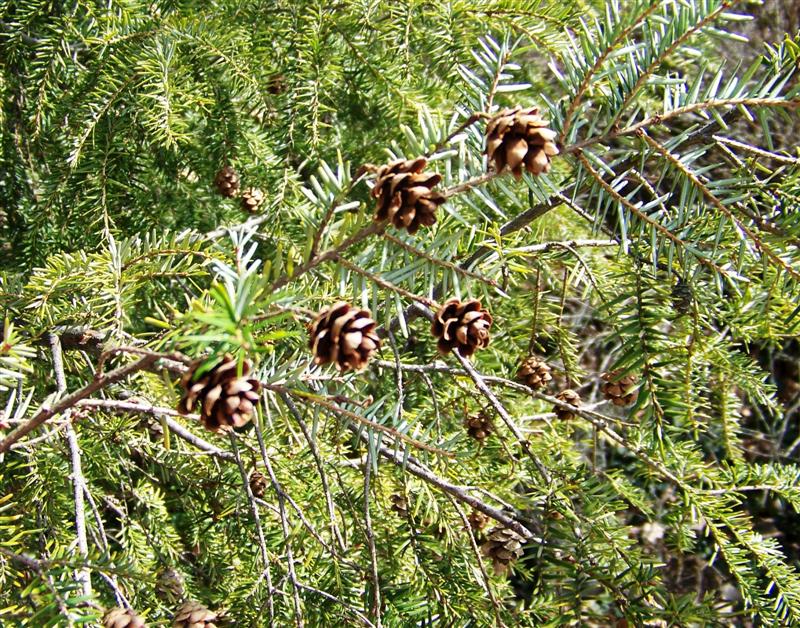 Picture of Tsuga canadensis  Eastern Hemlock