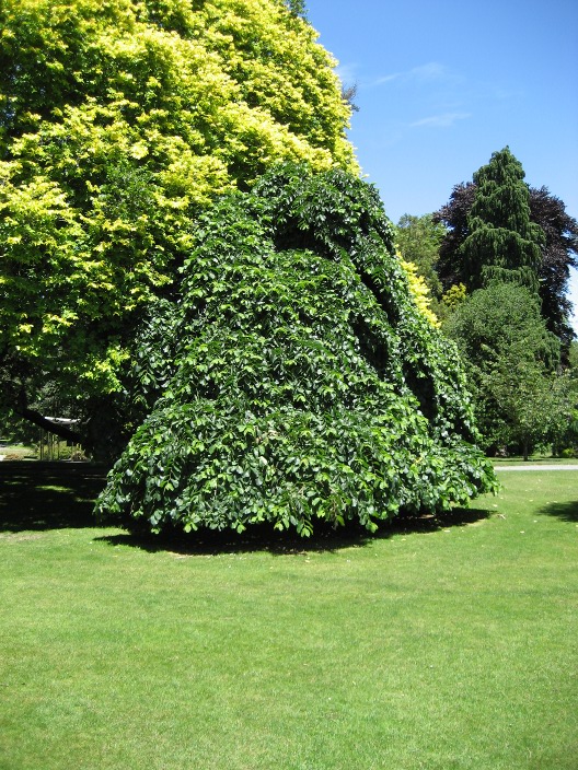 Ulmus glabra Ulmus_glabra_full.jpg