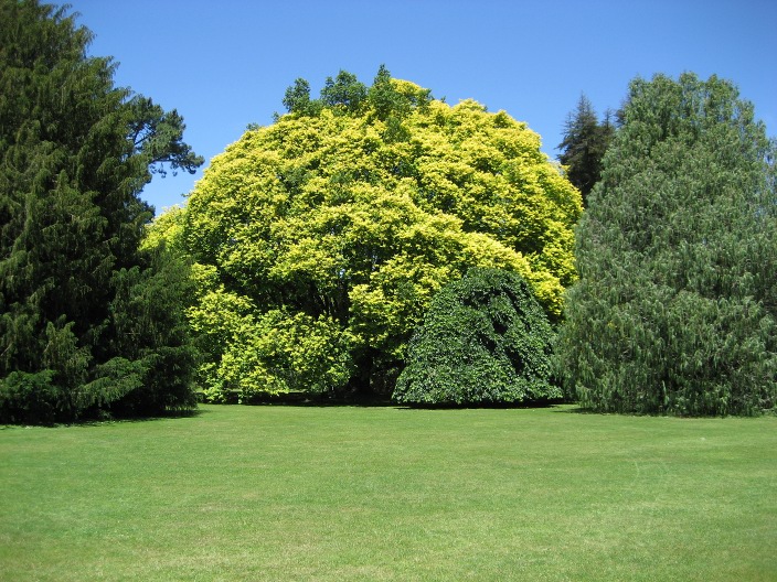 Ulmus glabra Ulmus_minor_and_Ulmus_glabra.jpg