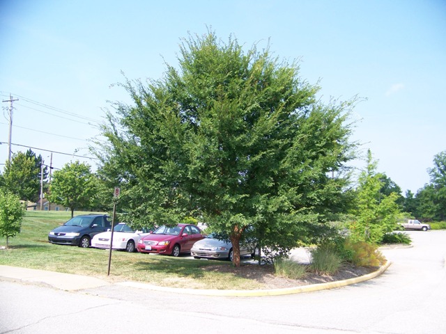 Ulmus parvifolia Ulmus_parvifolia_Allee.jpg