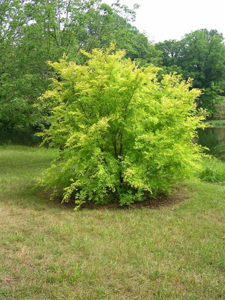 Picture of Ulmus parvifolia 'Golden Rey' Golden Rey Chinese Elm