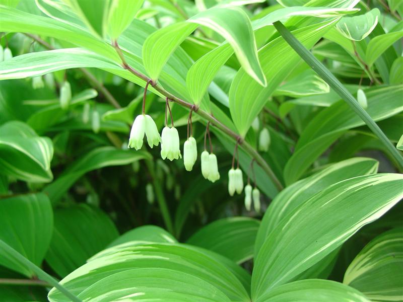 Picture of Polygonatum odoratum 'Variegatum' Variegated Solomon's Seal