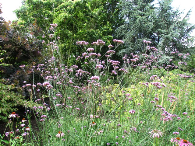 Verbena  VerbenaBonariensesPurpleTopSeveralFlowersCUBG.JPG