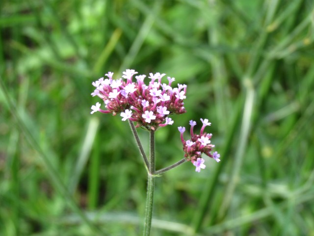 Verbena  VerbenaBonariensisFlowerCloseCUBG.JPG