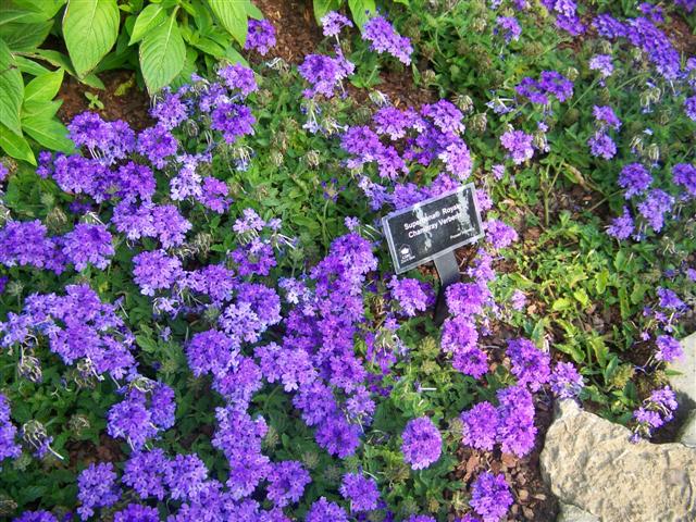 Picture of Verbena hybrid 'Superbena Royale Chambray' Verbena Superbena Royale Chambray