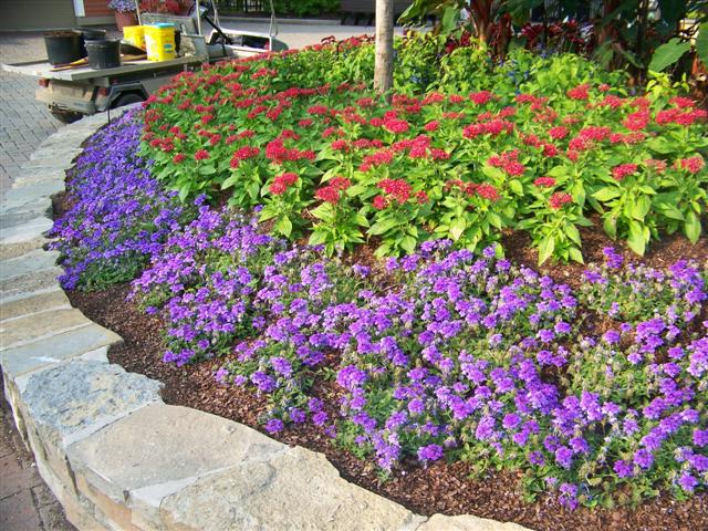 Picture of Verbena hybrid 'Superbena Royale Chambray' Verbena Superbena Royale Chambray