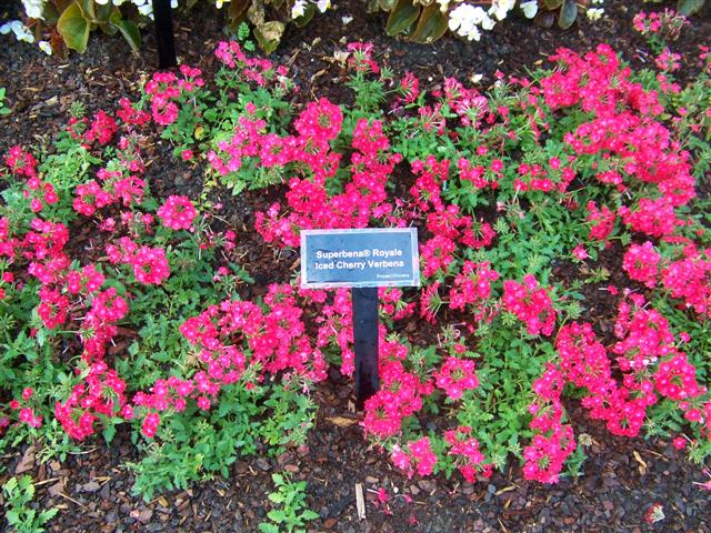 Picture of Verbena  Superbena Royale Iced Cherry Verbena Superbena Royale Iced Cherry