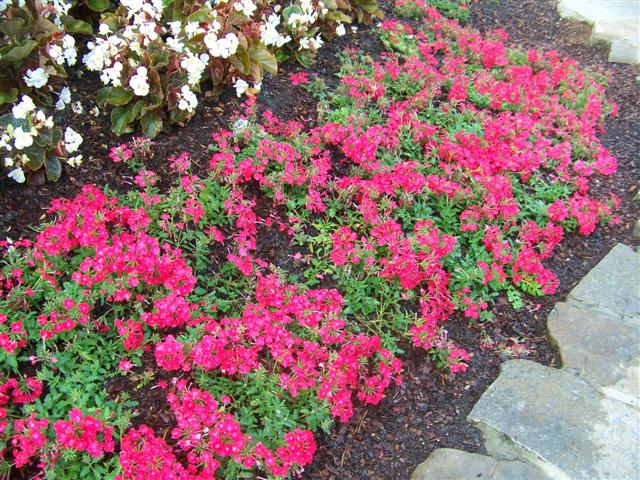 Picture of Verbena  Superbena Royale Iced Cherry Verbena Superbena Royale Iced Cherry