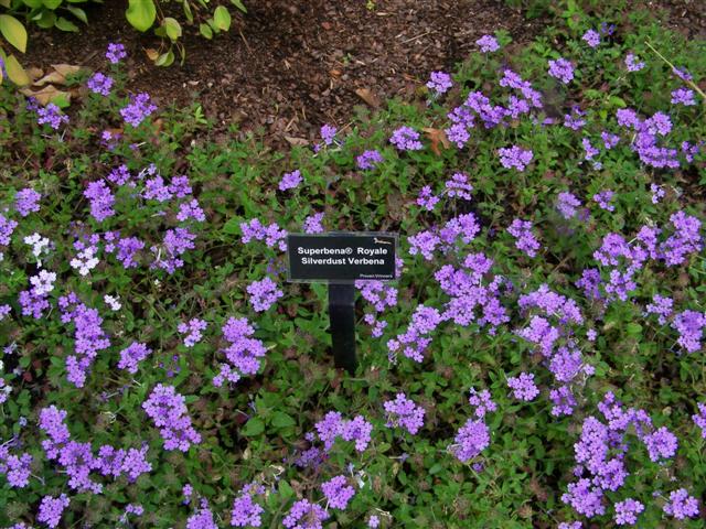 Picture of Verbena hybrid Superbena Royale Silverdust Verbena Superbena Royale Silverdust