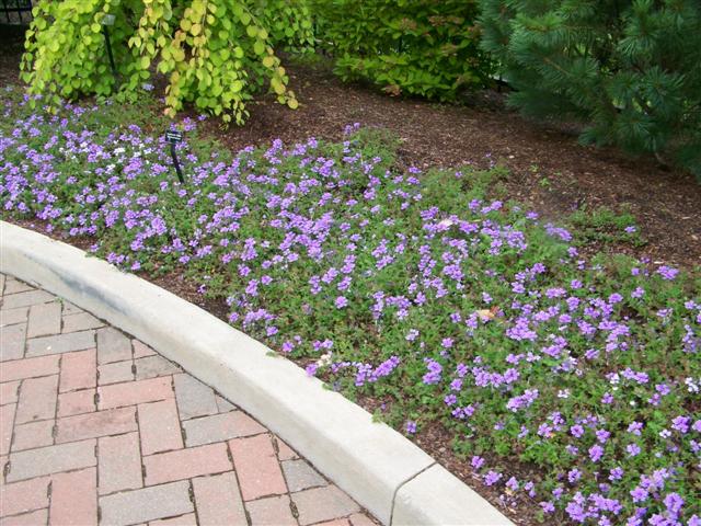 Picture of Verbena hybrid Superbena Royale Silverdust Verbena Superbena Royale Silverdust