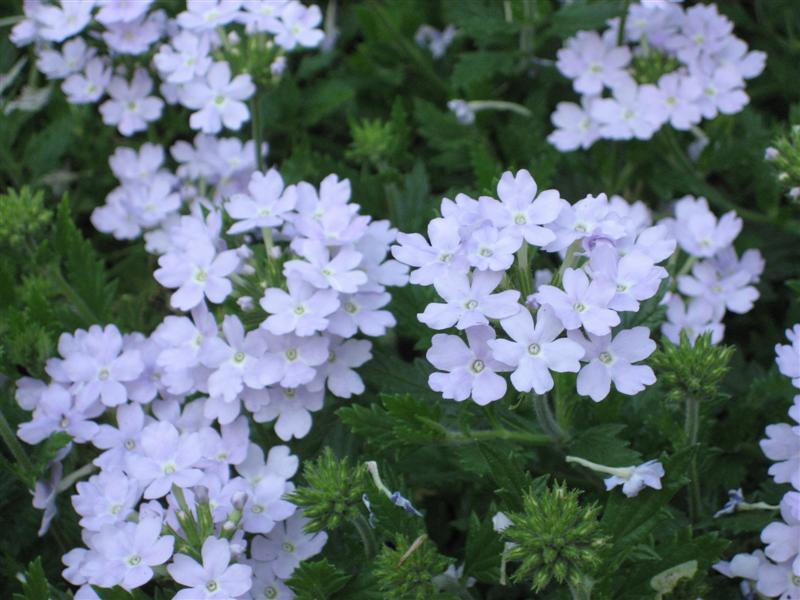 Verbena  Verbena_flowers_close.JPG