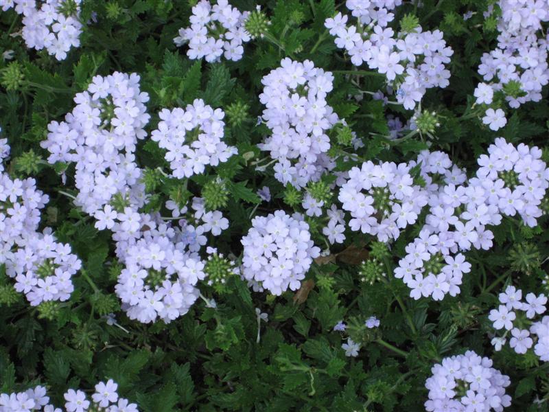 Verbena  Verbena_flowers_top.JPG