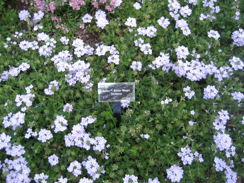 Verbena  Verbena_plant.JPG