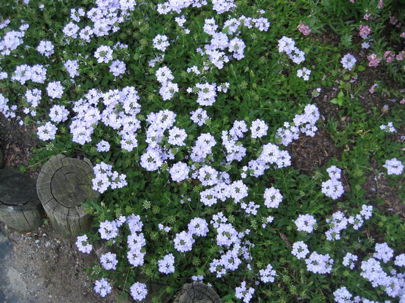 Verbena  Verbena_side.JPG