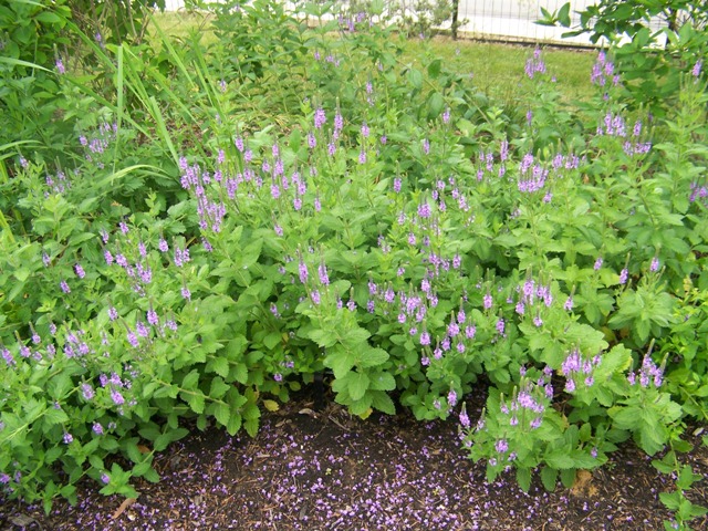 Picture of Verbena stricta  Hoary Vervain