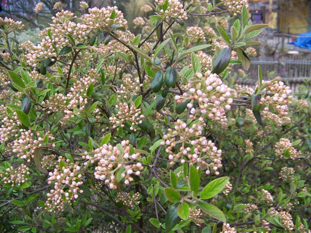 Picture of Viburnum%20x%20'Conoy'%20Conoy%20Viburnum