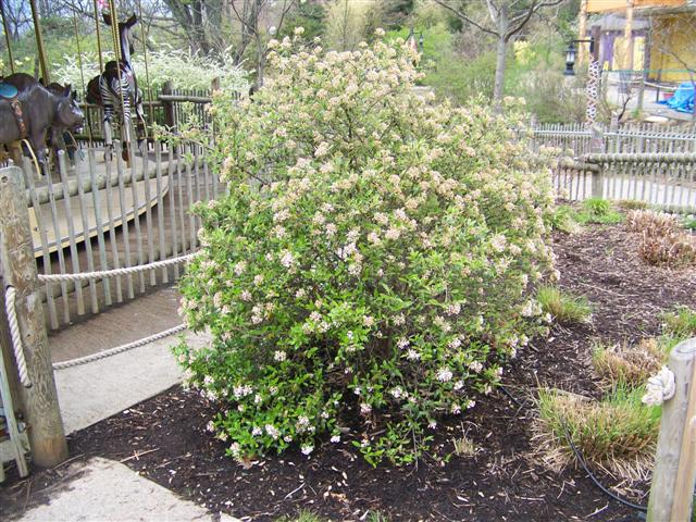 Picture of Viburnum x 'Conoy' Conoy Viburnum