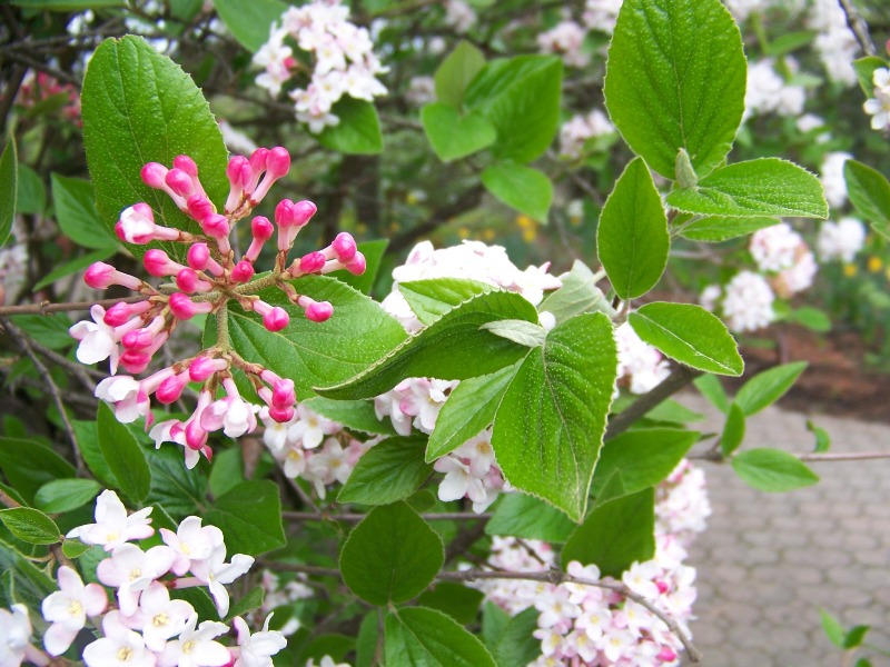 Picture of Viburnum x burkwoodii 'Mohawk' Mohawk Viburnum