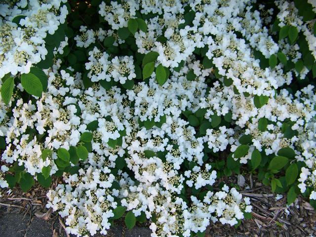 Picture of Viburnum plicatum f. tomentosum 'Shasta' Shasta Doublefile Viburnum