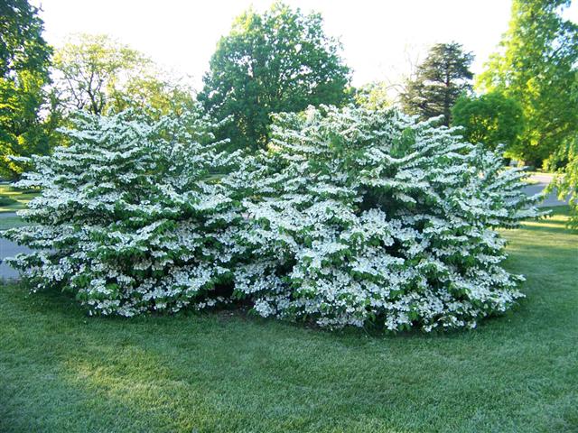 Picture of Viburnum plicatum f. tomentosum 'Shasta' Shasta Doublefile Viburnum