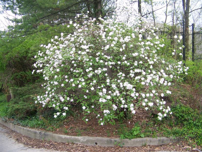 Picture of Viburnum carlesii  Koreanspice Viburnum