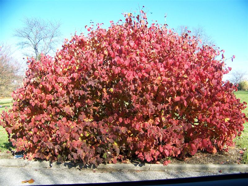 Picture of Viburnum carlesii  Koreanspice Viburnum