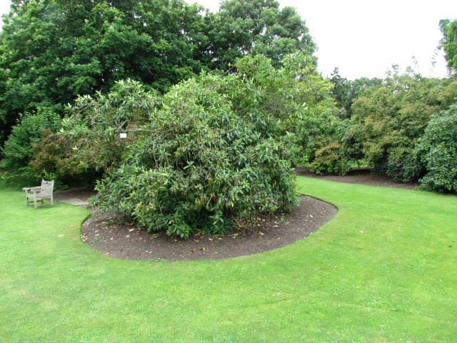 Viburnum cylindricum ViburnumCylindricumFullCUBG2.JPG