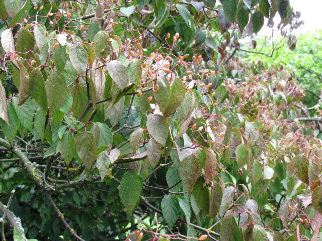 Viburnum dasyanthum ViburnumDasyanthumDetailCUBG2.JPG