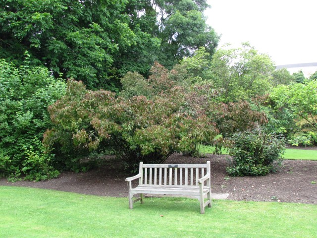 Viburnum dasyanthum ViburnumDasyanthumFulCUBG3.JPG