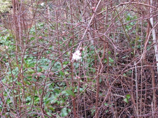 Viburnum farreri ViburnumFarreriFlower1.JPG