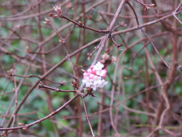 Viburnum farreri ViburnumFarreriFlower2.JPG