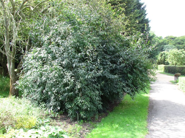 Viburnum farreri ViburnumFarreriFullCUBG.JPG