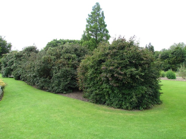 Viburnum grandiflorum ViburnumGrandifloraCUBG1Full.JPG