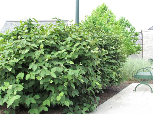 Viburnum x juddii ViburnumJudiiPlant.JPG