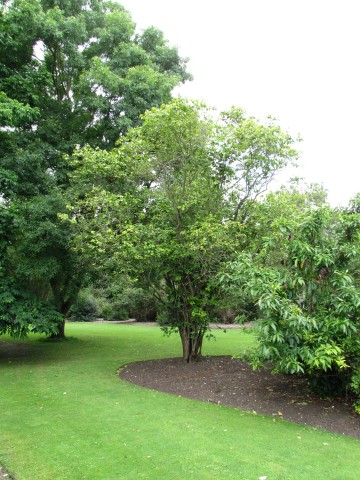 Viburnum lentago ViburnumLentagoFullCUBG2.JPG