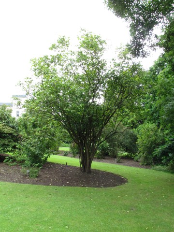 Viburnum lentago ViburnumLentagoSheepberryFullCUBG1.JPG