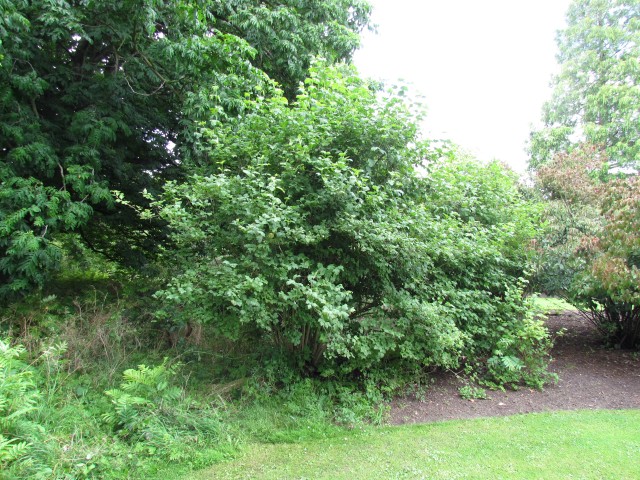 Viburnum opulus  ViburnumOpulusRoseumFullCUBG2.JPG