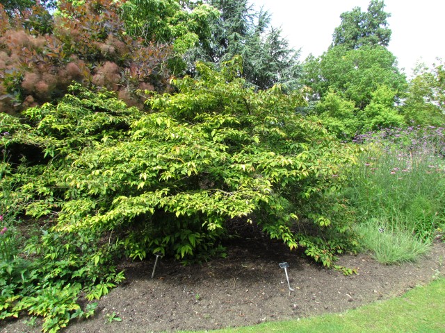 Viburnum plicatum f. tomentosum 'Mariesii' ViburnumPlicatiumMariesiiCUBG1.JPG