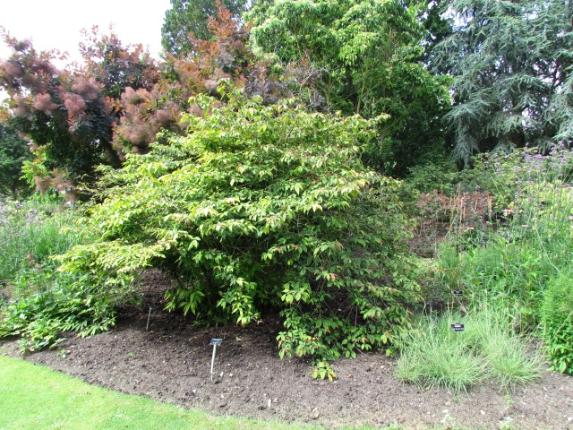 Viburnum plicatum f. tomentosum 'Mariesii' ViburnumPlicatiumMariesiiCUBG2.JPG