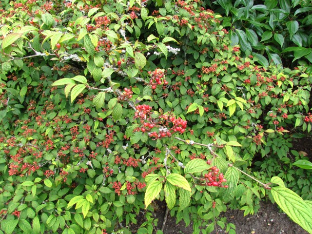 Viburnum plicatum f. tomentosum 'Pink Beauty' ViburnumPlicatumPinkBeautyDetailCUBG.JPG