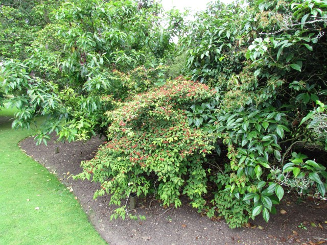 Viburnum plicatum f. tomentosum 'Pink Beauty' ViburnumPlicatumPinkBeautySideCUBG2.JPG