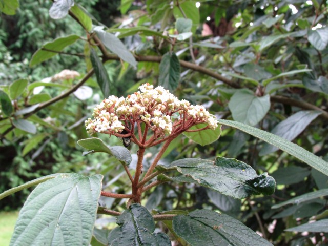 Viburnum x rhytidophyllum ViburnumRhytidophyllum2CUBG1.JPG