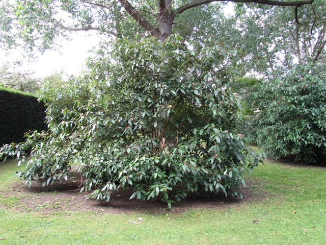 Viburnum x rhytidophyllum ViburnumRhytidophyllum2CUBG2.JPG