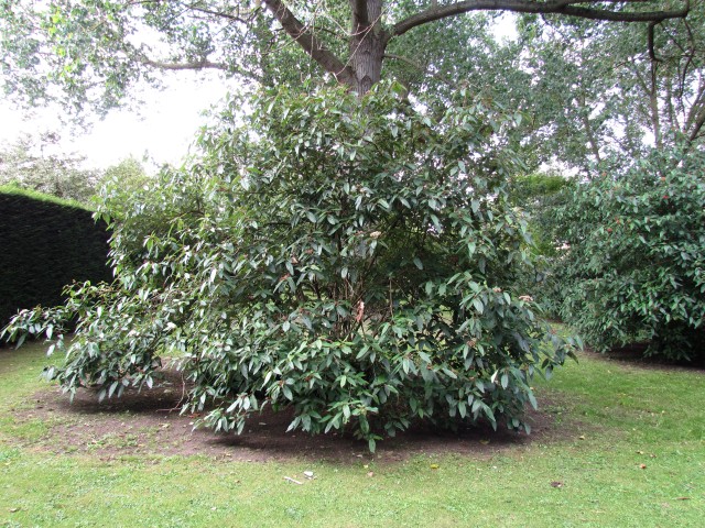 Viburnum x rhytidophyllum ViburnumRhytidophyllum2CUBG3.JPG