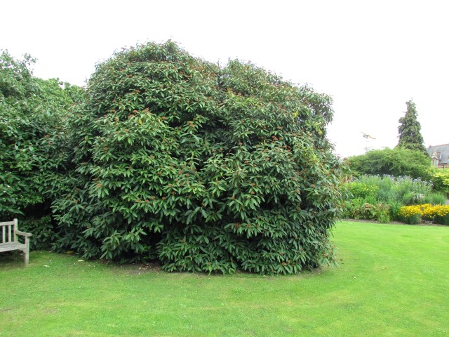 Viburnum x rhytidophyllum ViburnumRhytidophyllumFullCUBG1.JPG