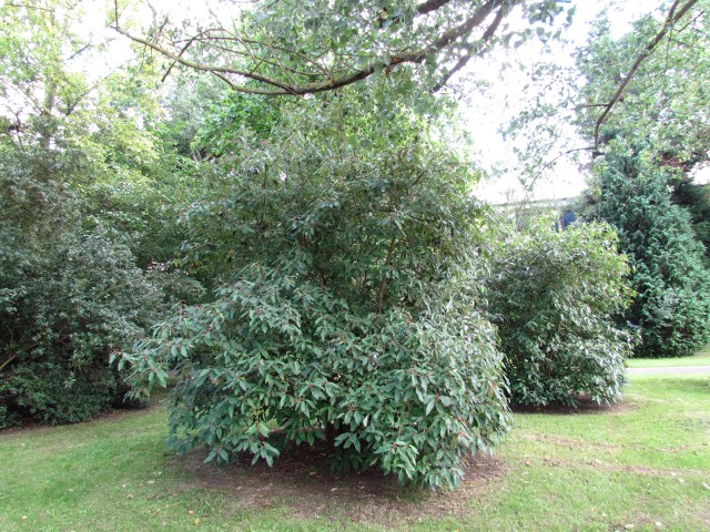 Viburnum x rhytidophyllum ViburnumRhytidophyllumFullCUBG2.JPG