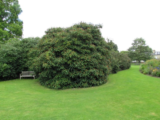 Viburnum x rhytidophyllum ViburnumRhytidophyllumFullCUBG3.JPG