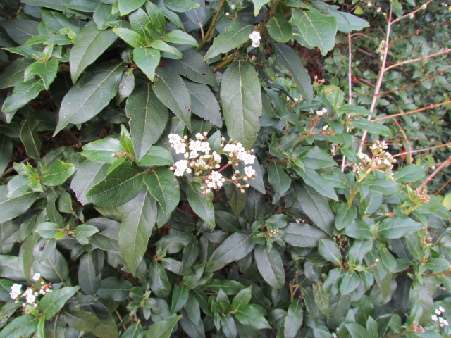 Viburnum tinus ViburnumTinus2.JPG